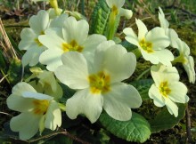 trobentica (Primula vulgaris)